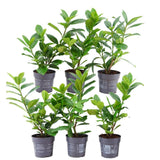 Livraison plante Prunus laurocerasus 'Novita' - Lot de 6