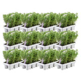 Livraison plante Romarin - 12 packs de 6