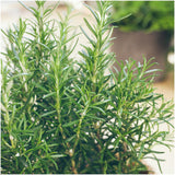 Livraison plante Romarin - 4 packs de 6