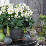 Livraison plante Rose de Noël Christmas Carol – Lot de 2 – Pot 10,5 cm