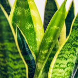 Livraison plante Sansevieria Laurentii et panier H60 cm