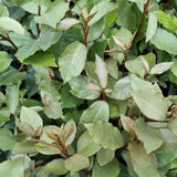 Livraison plante Saule Olivier h125cm pour 10 mètres linéaires de haie 10x12L