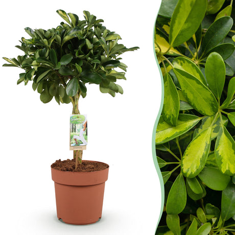 Livraison plante Schefflera Gold Capelle