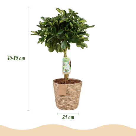 Livraison plante Schefflera Gold Capelle et panier H75 cm