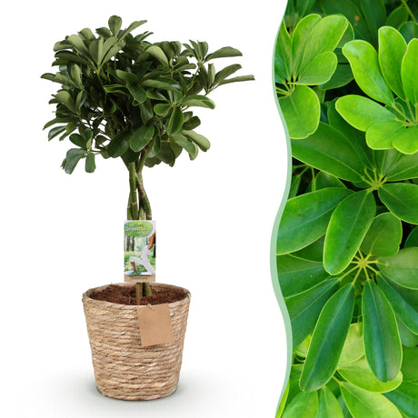 Livraison plante Schefflera Nora et panier H75 cm