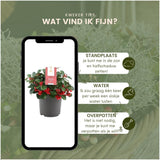 Livraison plante Set hivernal Gaulthérie & Calocéphale