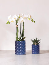 Duo Orchidée Phalaenopsis blanche et succulente en pots Candy