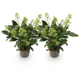 Livraison plante Skimmia japonica Finchy – Lot de 2 – Pot 10,5 cm