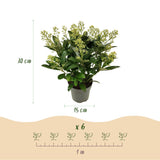 Livraison plante Skimmia japonica Finchy – Lot de 2 – Pot 15 cm