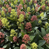 Livraison plante Skimmia japonica Rubella & Finchy – Lot de 2 – Pot 15 cm