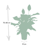 Livraison plante Spathiphyllum