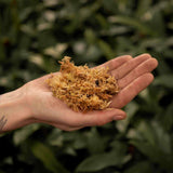 Livraison plante Sphaigne - 3L