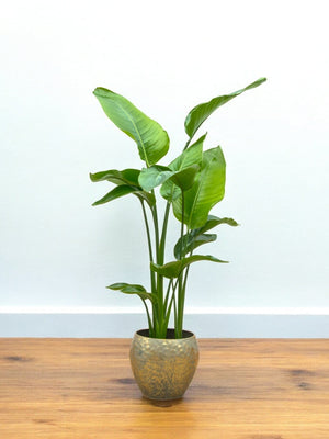 Strelitzia Nicolai