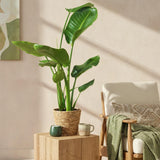 Livraison plante Strelitzia Nicolai et panier H80cm