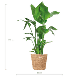 Livraison plante Strelitzia Nicolai XL et son pot