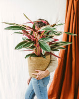 Livraison plante Stromanthe - Calathea Triostar