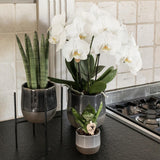 Livraison plante Support métallique noir pour plante d'intérieur