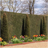 Livraison plante Taxus baccata - Lot de 6