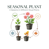 Livraison plante Thym blanc