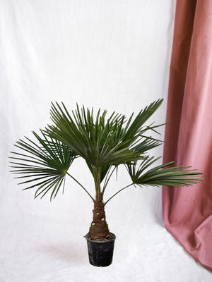 Trachycarpus palmier