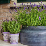 Livraison plante Trio de Lavande angustifolia Felice® et leur pot