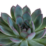 Livraison plante Trio d'Echeveria et leurs caches - pots h21cm