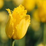 Livraison plante Tulipes Néerlandaises - 40 Bulbes - Boîte Moyenne