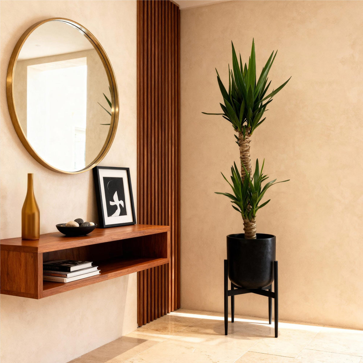 Livraison plante Yucca elephantipes
