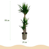 Livraison plante Yucca elephantipes d27cm H170cm