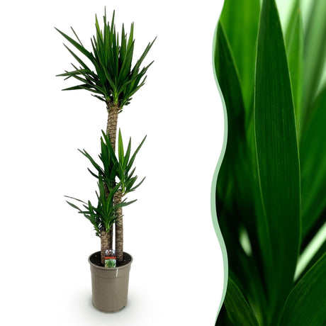 Livraison plante Yucca elephantipes d27cm H170cm