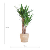 Livraison plante Yucca Elephantipes et son pot