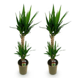 Livraison plante Yucca elephantipes – Lot de 2 – Pot 19 cm – Hauteur 120 cm