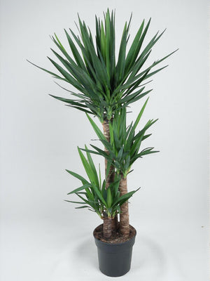 Yucca pied d'éléphant
