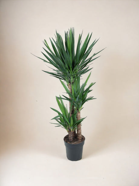 Livraison plante Yucca pied d'éléphant