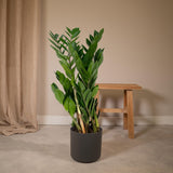Livraison plante Zamioculcas Zamiifolia
