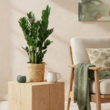 Livraison plante Zamioculcas zamiifolia