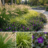 Pack Balcon Soleil & Mi-Ombre Blanc & Violet - 18 plantes — photo 3