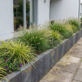 Pack Balcon Soleil & Mi-Ombre Blanc & Violet - 18 plantes — photo 5