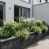 Pack Façade Soleil & Mi-Ombre Blanc - 18 plantes — photo 5