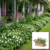 Pack jardin - composition prête à planter