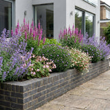 Pack Massif Plein Soleil Rose & Blanc & Violet - 30 plantes — photo 5
