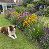 Pack Massif Plein Soleil Rose & Jaune - 30 plantes — photo 4