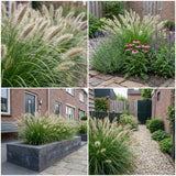 Pack Massif Plein Soleil Violet & Bleu (Sauge Des Bois) - 30 plantes — photo 6