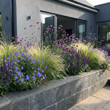 Pack Massif Plein Soleil Violet & Bleu (Stipe Cheveux D'Ange) - 30 plantes — photo 5