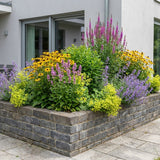 Pack Massif Soleil & Mi-Ombre Jaune & Violet - 30 plantes — photo 5