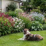 Pack Massif Soleil & Mi-Ombre Rose & Blanc & Bleu - 30 plantes — photo 4