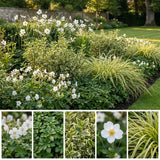 Pack Massif Soleil & Mi-Ombre Rose & Blanc (Géranium Vivace) - 30 plantes #2 — photo 3