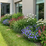 Pack Massif Soleil & Mi-Ombre Rose & Blanc (Géranium Vivace) - 30 plantes #3 — photo 2