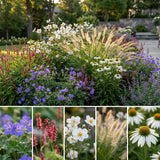 Pack Massif Soleil & Mi-Ombre Rose & Blanc (Géranium Vivace) - 30 plantes #3 — photo 3