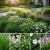 Pack Massif Soleil & Mi-Ombre Rose & Blanc (Laîche Du Japon & Géranium Vivace) - 30 plantes — photo 3